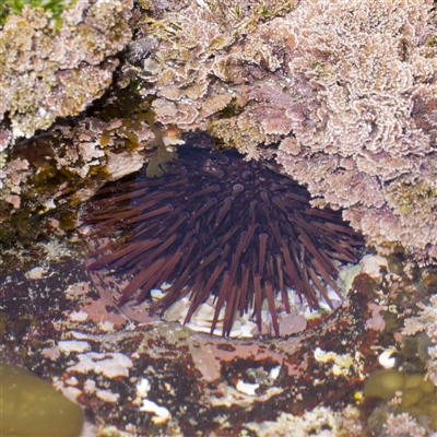 Heliocidaris erythrogramma