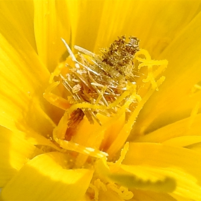 Heliocosma (genus)
