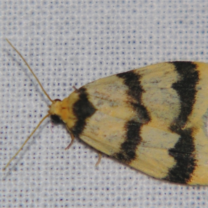 Heliosia jucunda