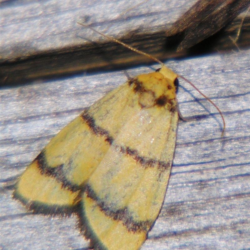 Heliosia perichares