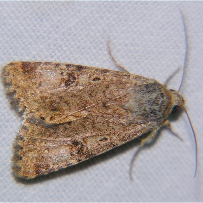 Heliothinae (subfamily)