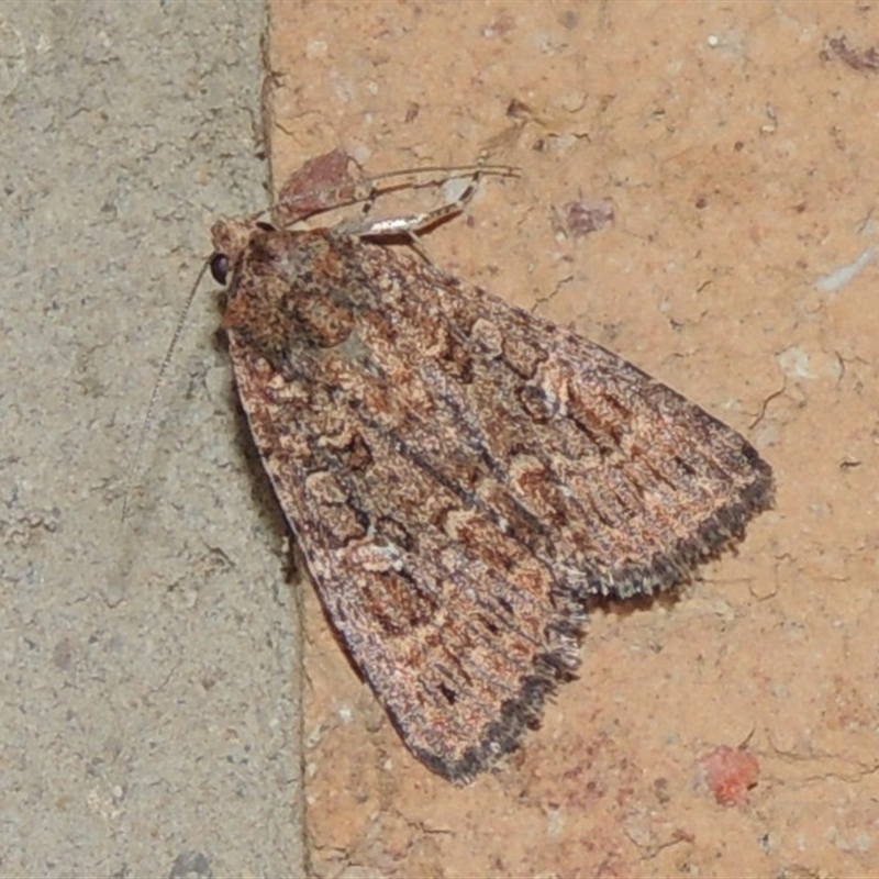 Heliothis punctifera