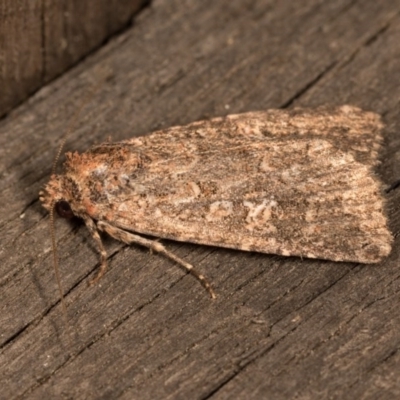 Heliothis punctifera