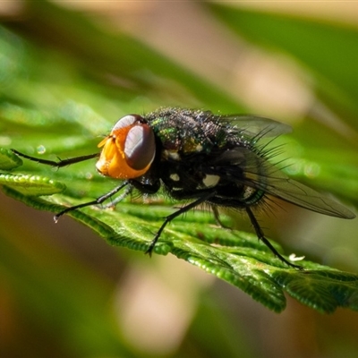 Amenia chrysame