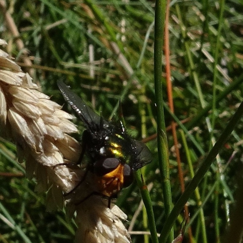 Amenia chrysame