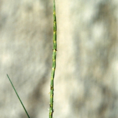 Hemarthria uncinata