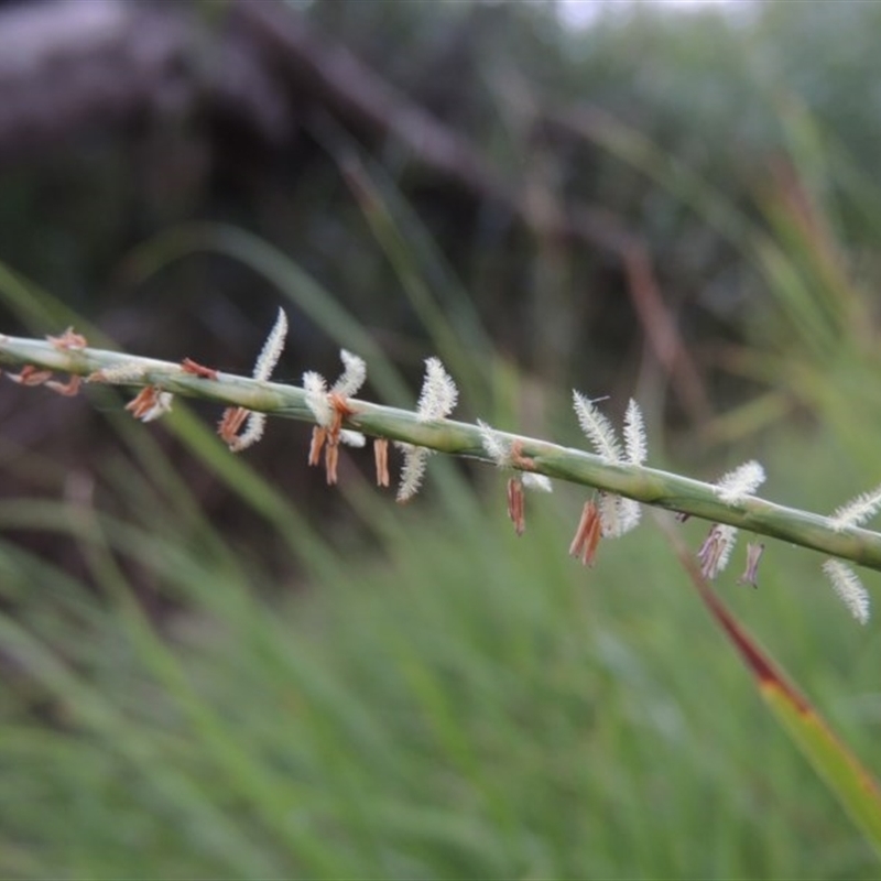 Hemarthria uncinata var. uncinata