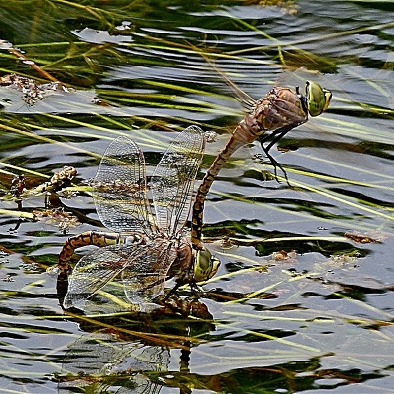 Hemianax papuensis