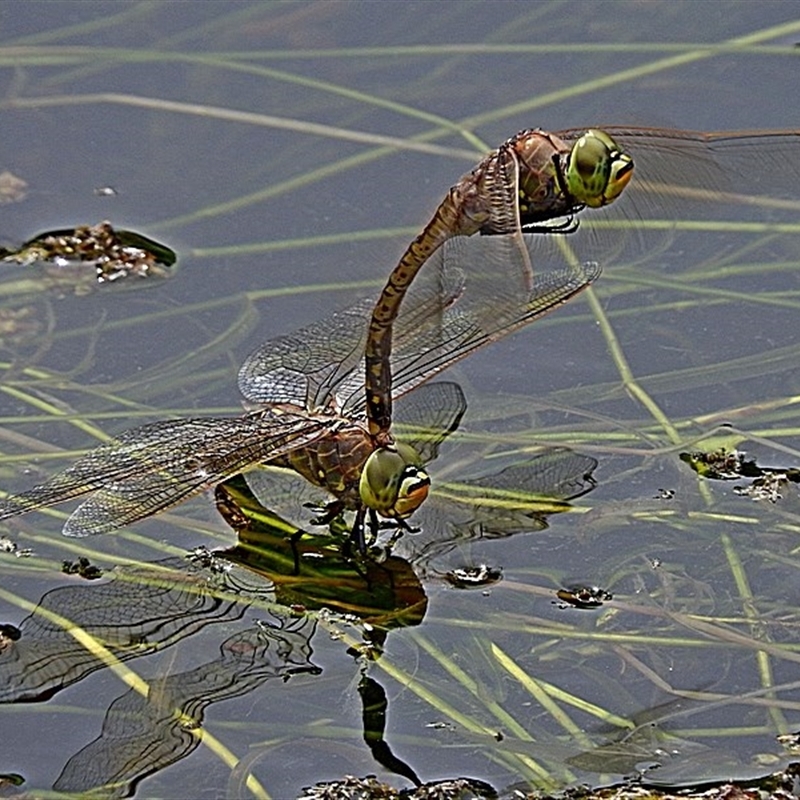 Hemianax papuensis