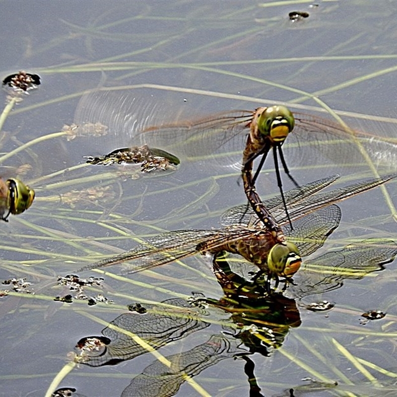 Hemianax papuensis