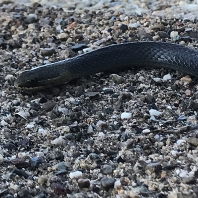 pale dark-edged stripe behind eye & on upper lip