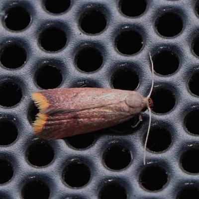 Hemibela callista