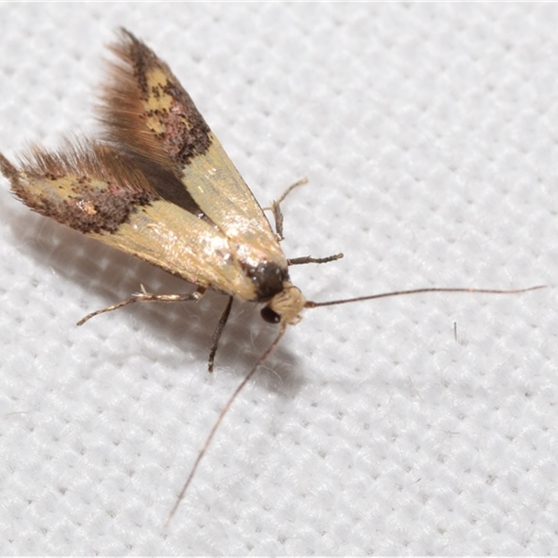 Hemibela gnomica