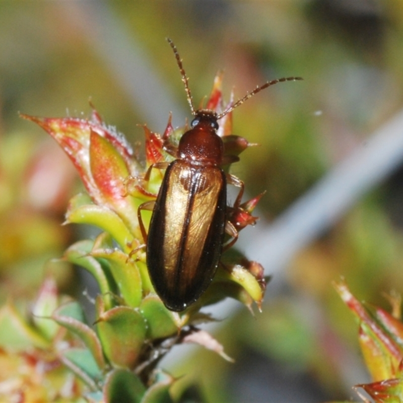 Hemicistela discoidalis