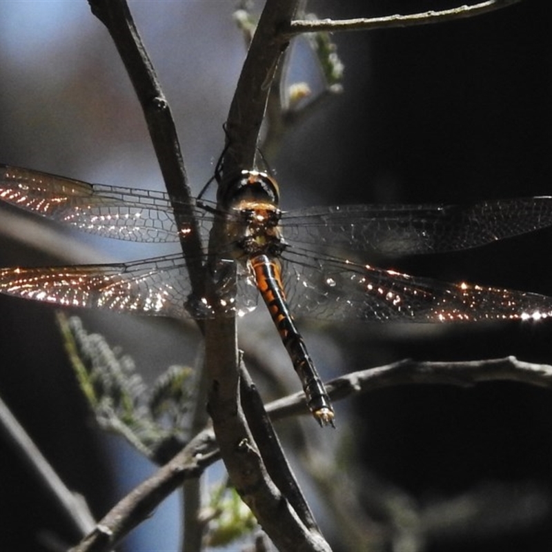 Hemicordulia australiae