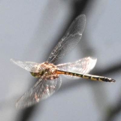 Hemicordulia australiae