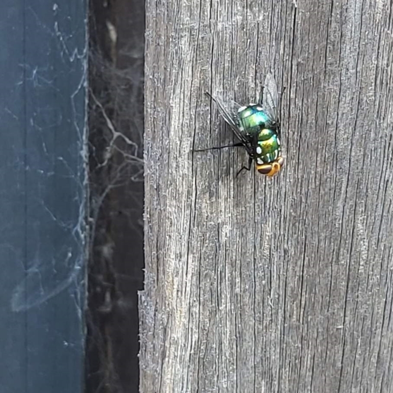 Amenia leonina group (albomaculata-leonina species group)