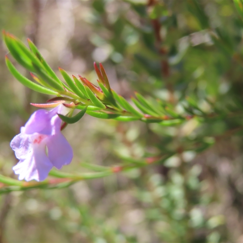 Hemigenia purpurea