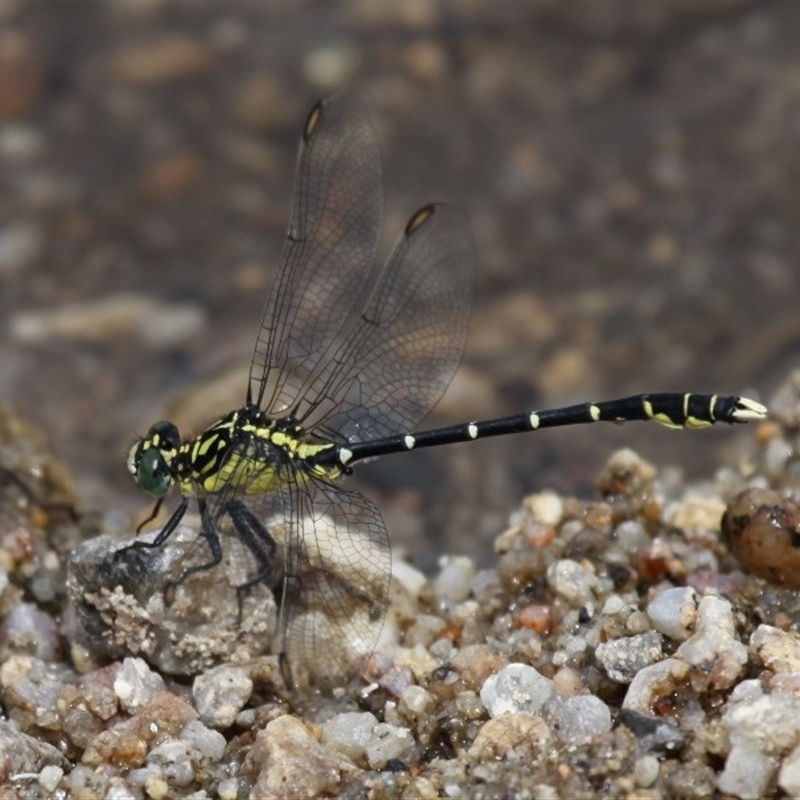 Hemigomphus gouldii