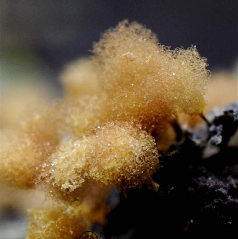 Hemitrichia calyculata