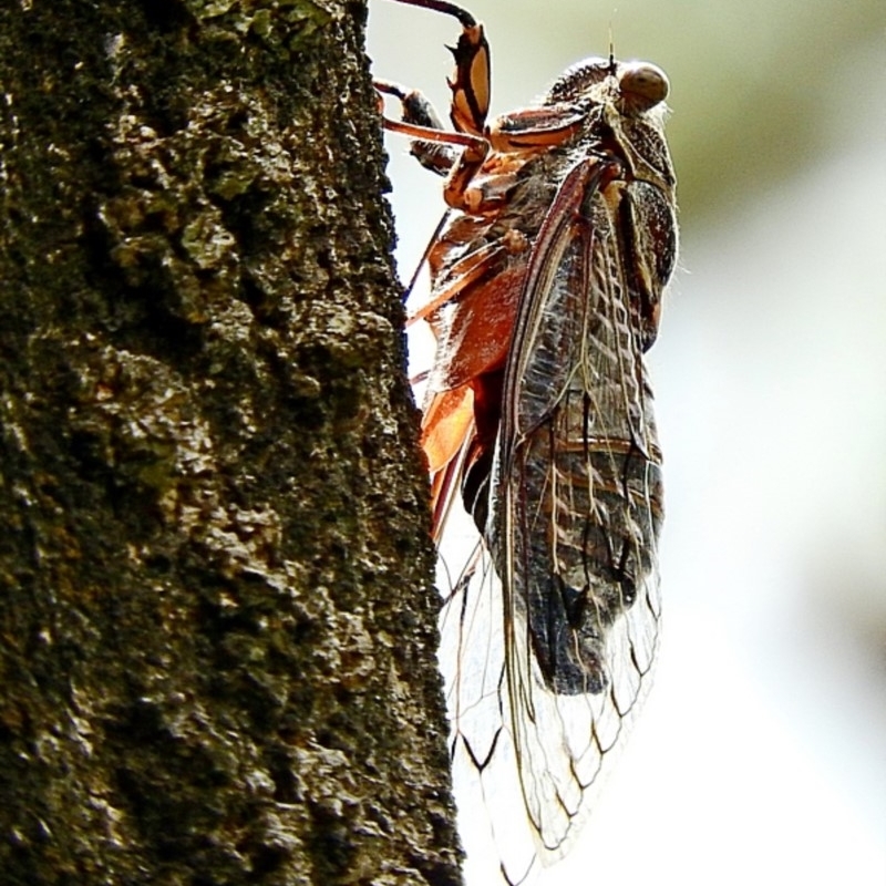 Henicopsaltria eydouxii