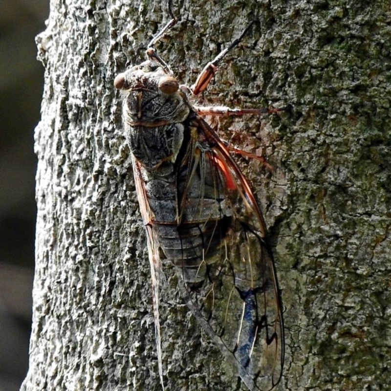 Henicopsaltria eydouxii