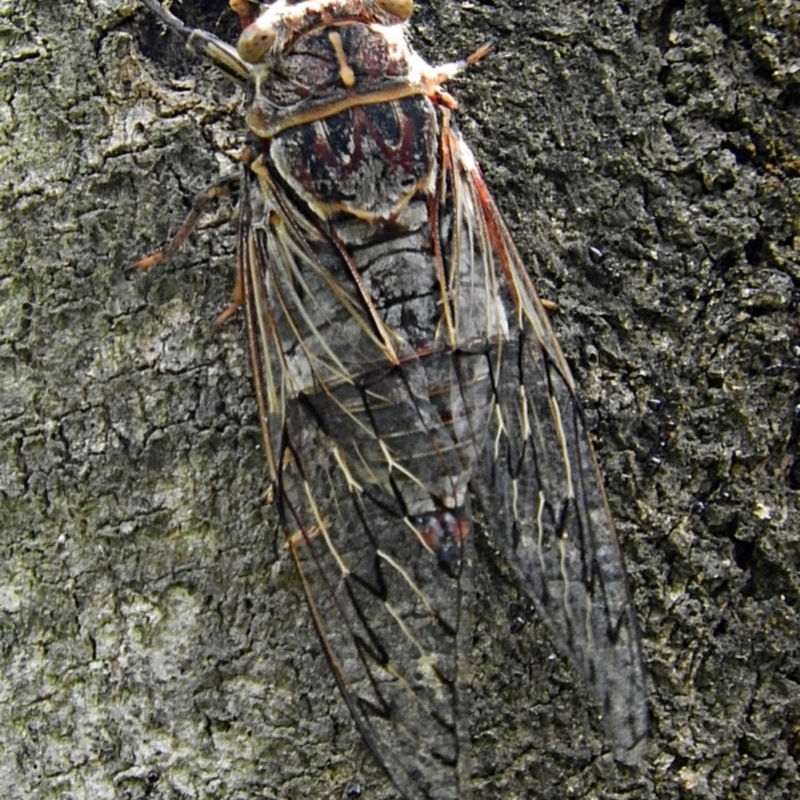 Henicopsaltria eydouxii