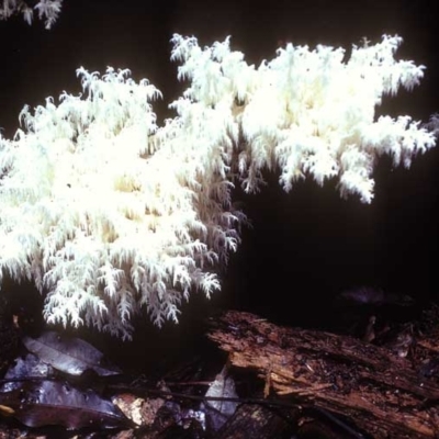 Hericium coralloides