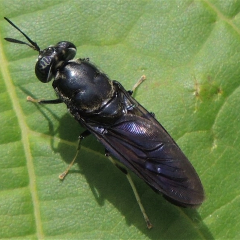 Black Soldier Fly (Hermetia illucens) · iNaturalist