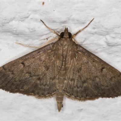 Herpetogramma licarsisalis