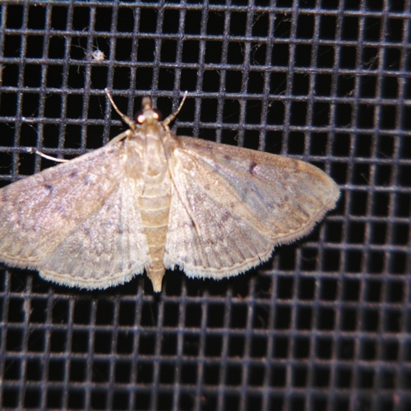 Herpetogramma licarsisalis