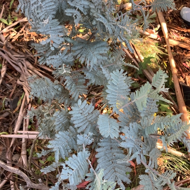 Acacia dealbata subsp. subalpina