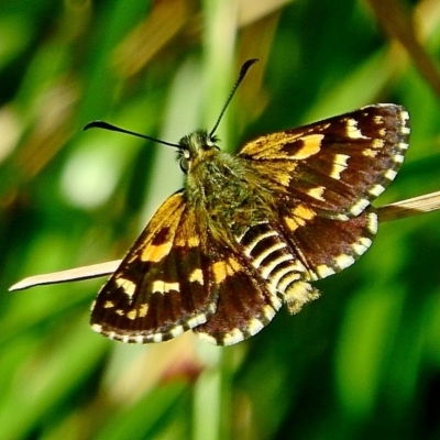 Hesperilla crypsargyra