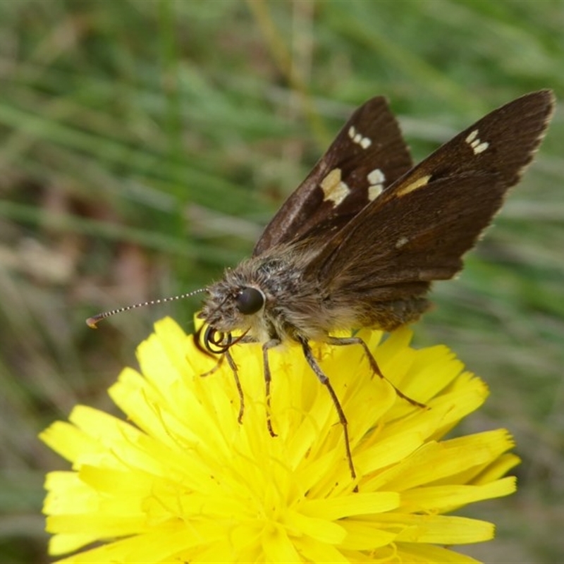 Hesperilla donnysa