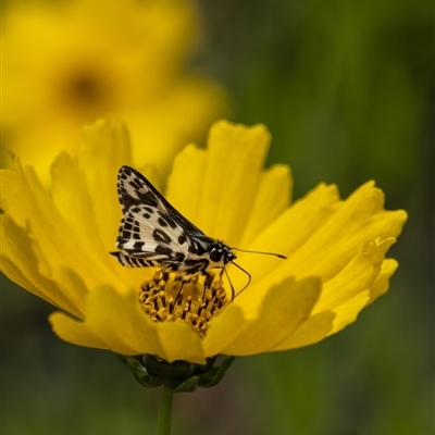 Hesperilla ornata