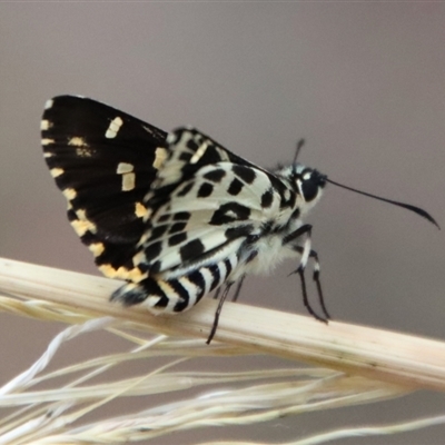 Hesperilla ornata