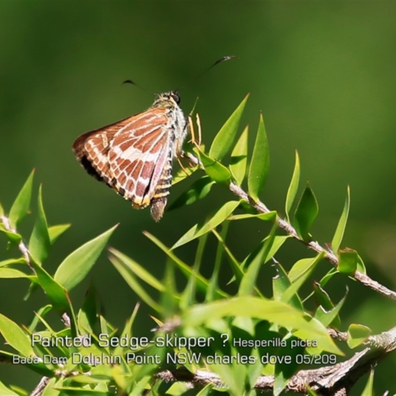 Hesperilla picta