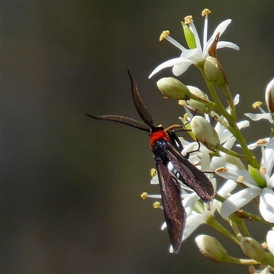 Hestiochora erythrota-tricolor-group