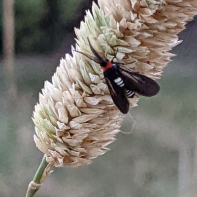 Hestiochora erythrota-tricolor-group