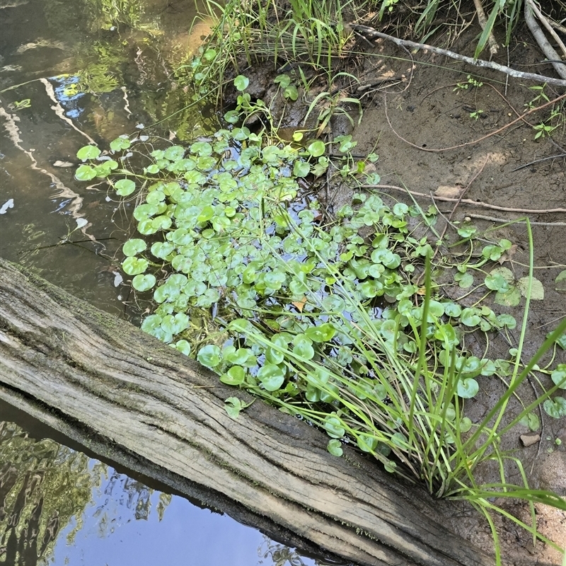 Heteranthera reniformis