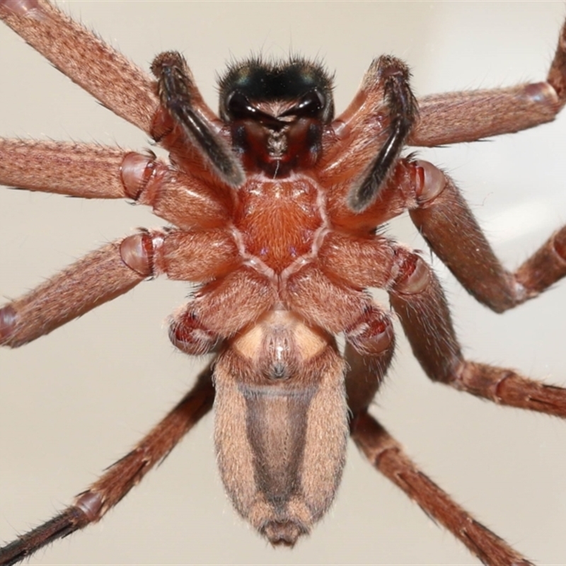 Heteropoda jugulans