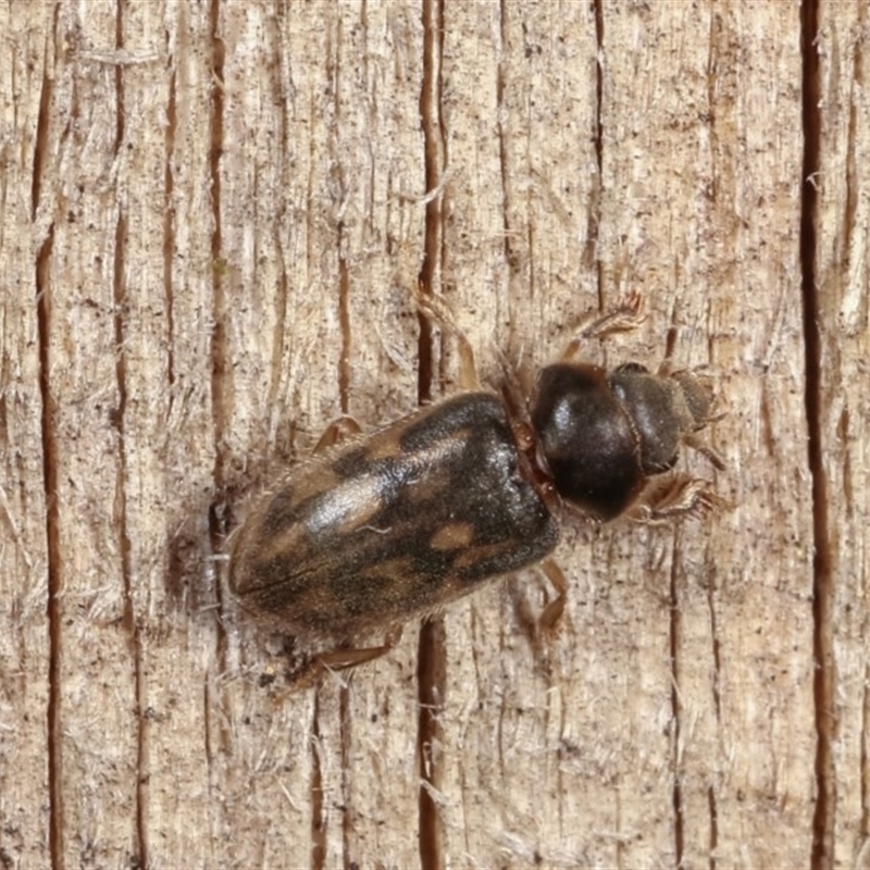 Heterocerus sp. (genus)