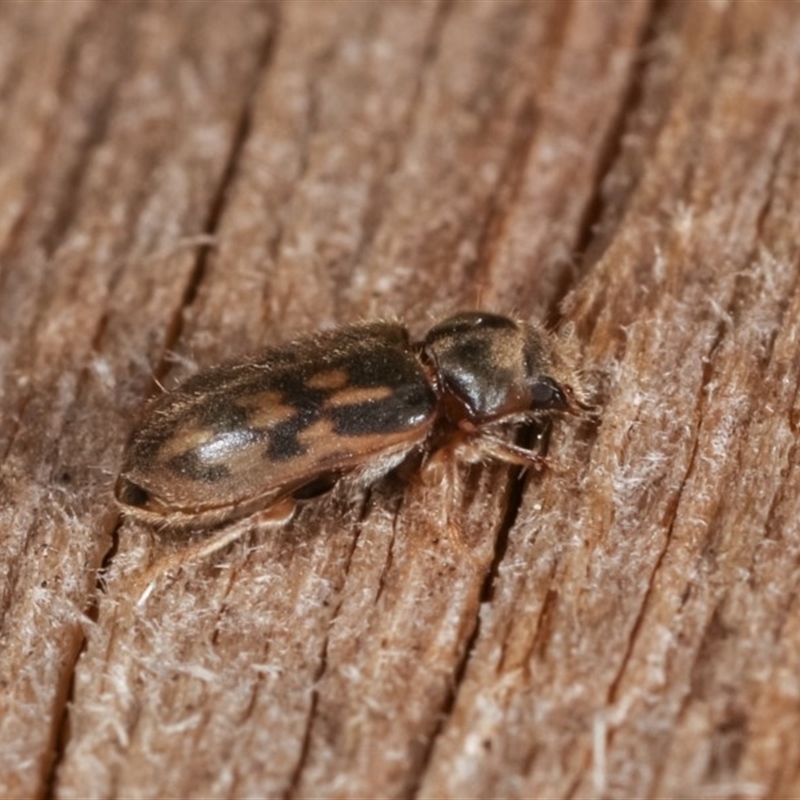 Heterocerus sp. (genus)