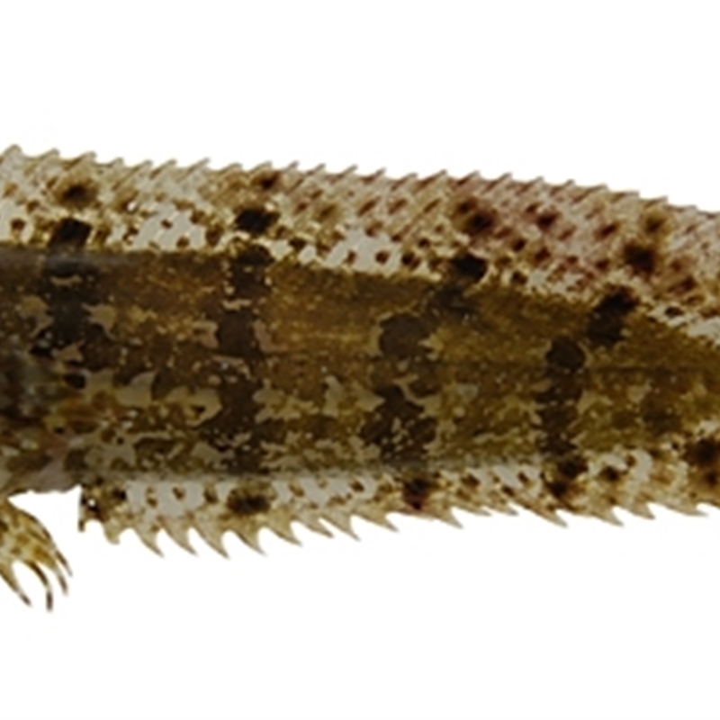 Heteroclinus perspicillatus