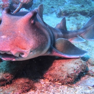 Rick Carey, Merimbula