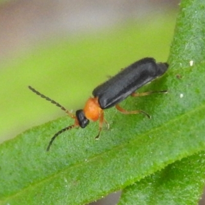 Heteromastix sp. (genus)