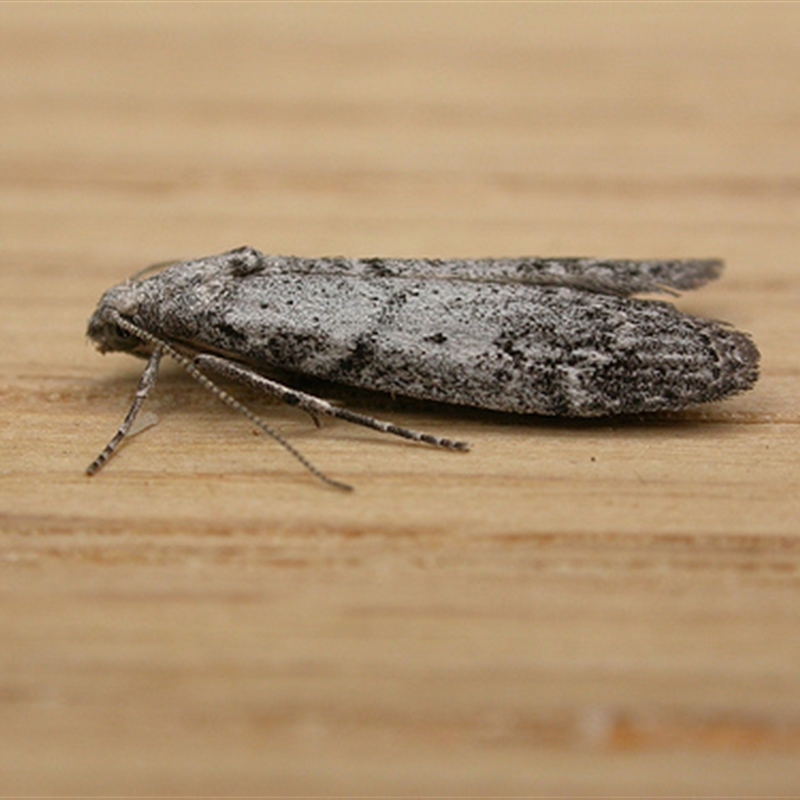 Heteromicta pachytera