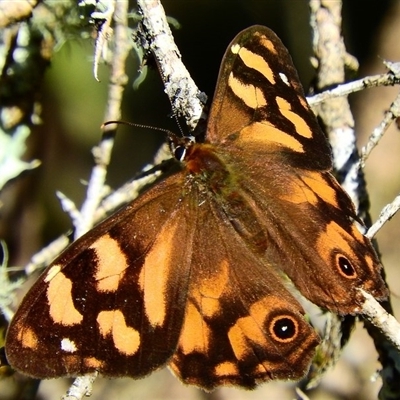 Heteronympha banksii