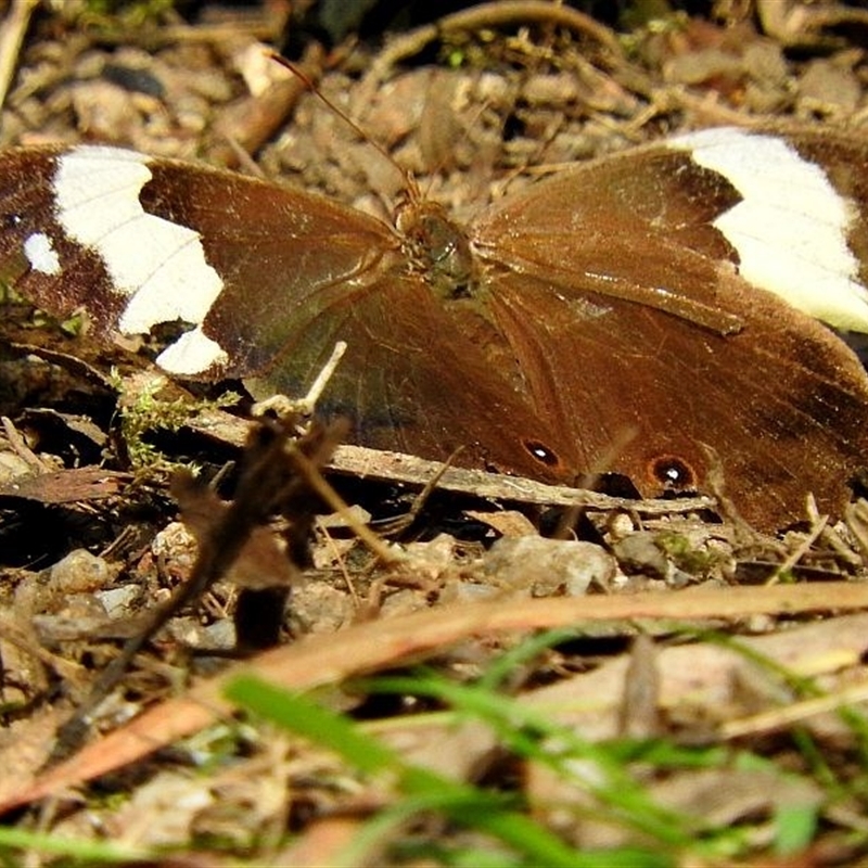 Heteronympha mirifica