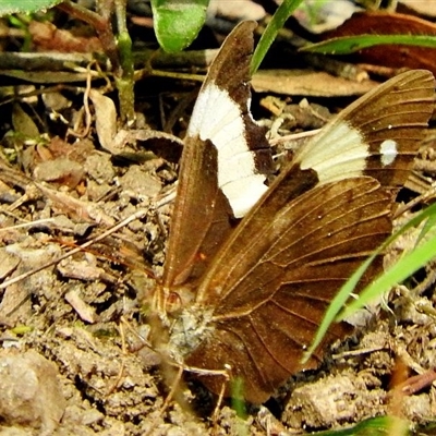 Heteronympha mirifica